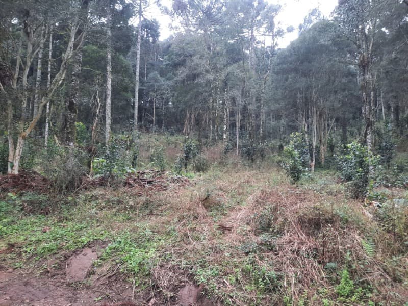 Foto 25 de 26: Terreno em leilão em Arvorezinha - RS — LOTE 001 Imóvel