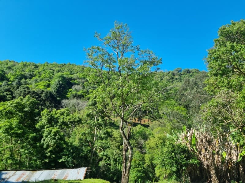 Foto 3 de 6: Terreno em leilão em Floriano Peixoto - RS — LOTE 001 Imóvel
