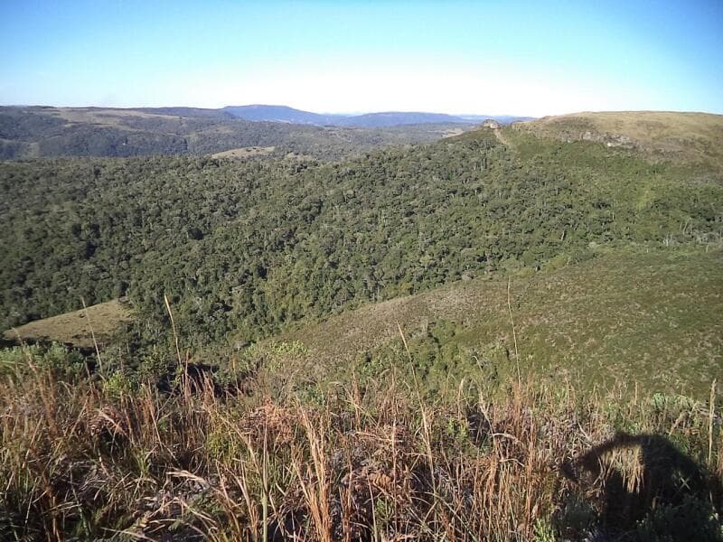 Foto 4 de 14: Area Rural em leilão em Angelina - SC — LOTE 002 Imóvel