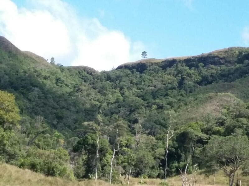 Foto 13 de 14: Area Rural em leilão em Angelina - SC — LOTE 002 Imóvel