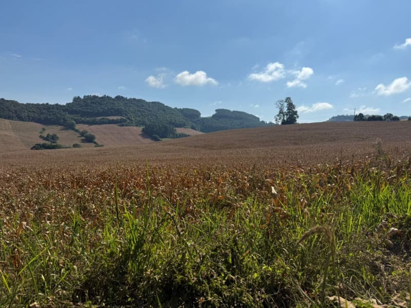 Foto 1 de 15: Terreno em leilão em Serafina Corrêa - RS — LOTE 007 Imóvel