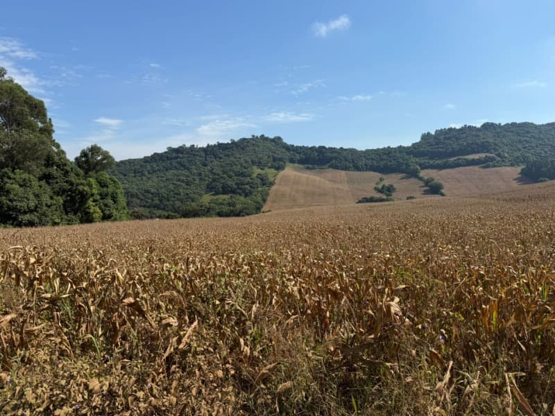 Foto 3 de 15: Terreno em leilão em Serafina Corrêa - RS — LOTE 007 Imóvel