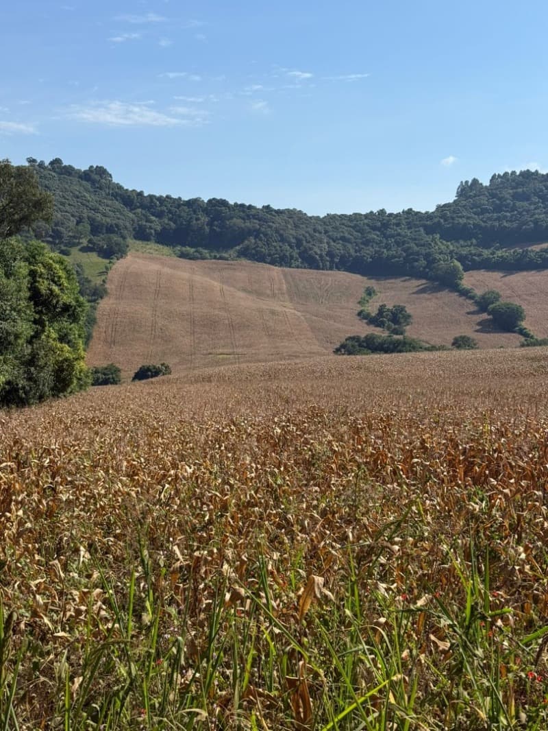 Foto 4 de 15: Terreno em leilão em Serafina Corrêa - RS — LOTE 007 Imóvel