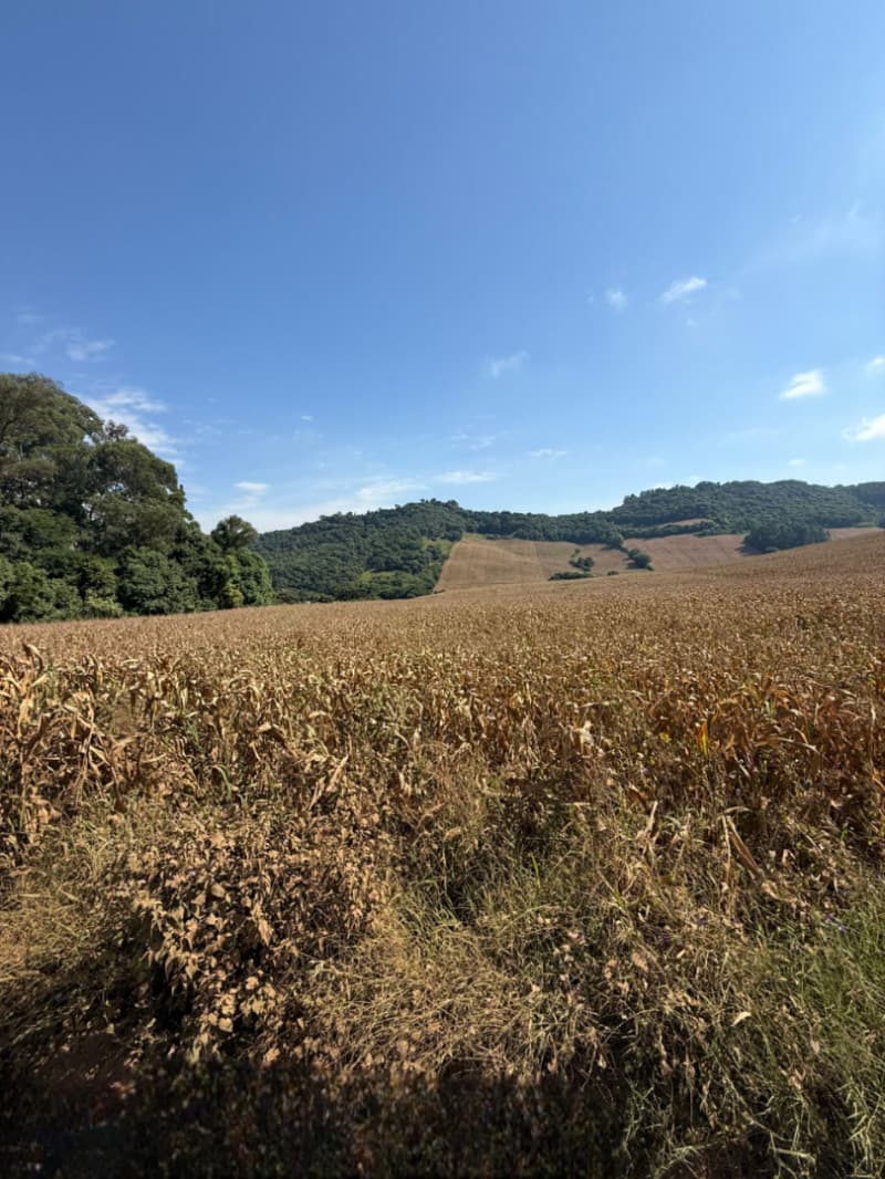 Foto 5 de 15: Terreno em leilão em Serafina Corrêa - RS — LOTE 007 Imóvel
