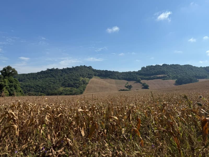 Foto 7 de 15: Terreno em leilão em Serafina Corrêa - RS — LOTE 007 Imóvel