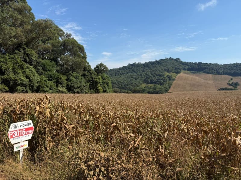 Foto 8 de 15: Terreno em leilão em Serafina Corrêa - RS — LOTE 007 Imóvel