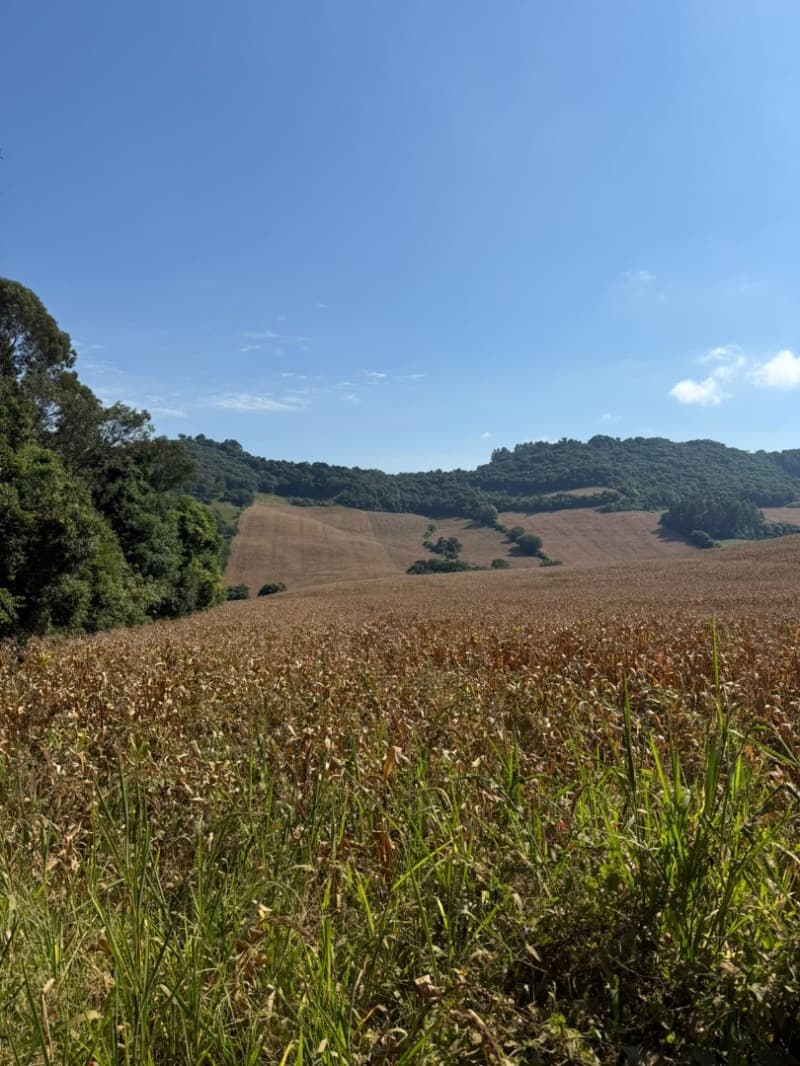 Foto 9 de 15: Terreno em leilão em Serafina Corrêa - RS — LOTE 007 Imóvel