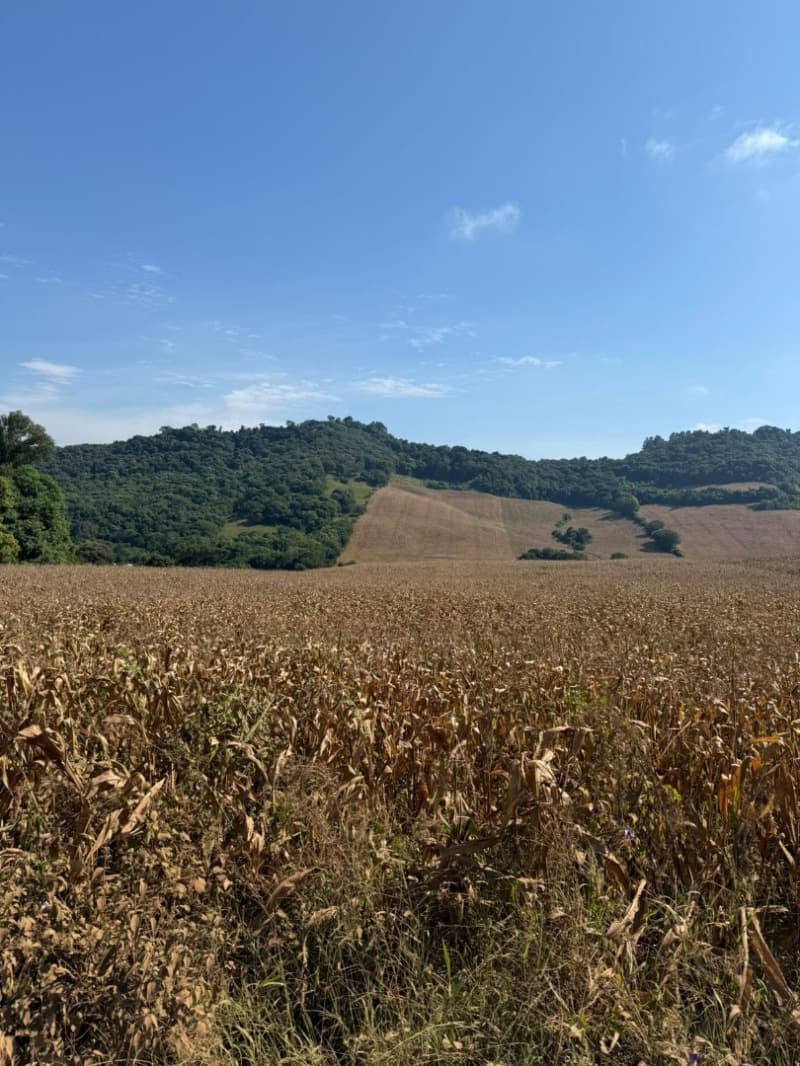 Foto 10 de 15: Terreno em leilão em Serafina Corrêa - RS — LOTE 007 Imóvel