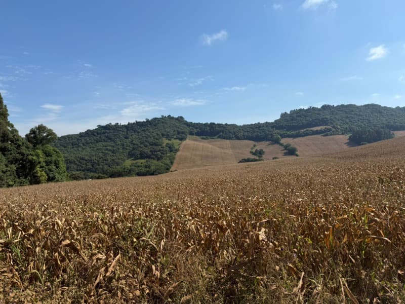 Foto 11 de 15: Terreno em leilão em Serafina Corrêa - RS — LOTE 007 Imóvel
