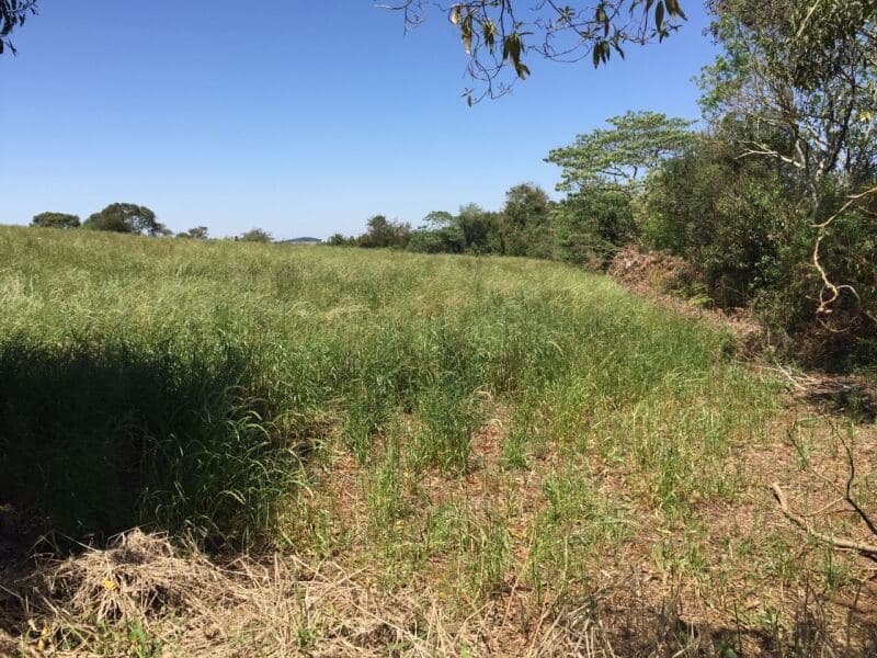 Foto 12 de 27: Terreno em leilão em Pitanga - PR — LOTE 001-1 Imóvel