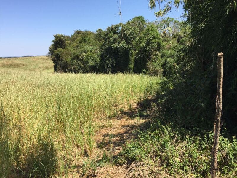 Foto 20 de 27: Terreno em leilão em Pitanga - PR — LOTE 001-1 Imóvel