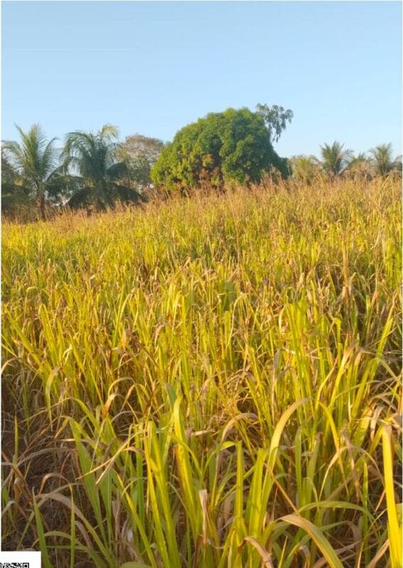 Foto 5 de 10: Terreno em leilão em Cacoal - RO — LOTE 001 LOTE DE TERRAS RURAIS
