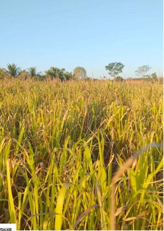 Foto 8 de 10: Terreno em leilão em Cacoal - RO — LOTE 001 LOTE DE TERRAS RURAIS