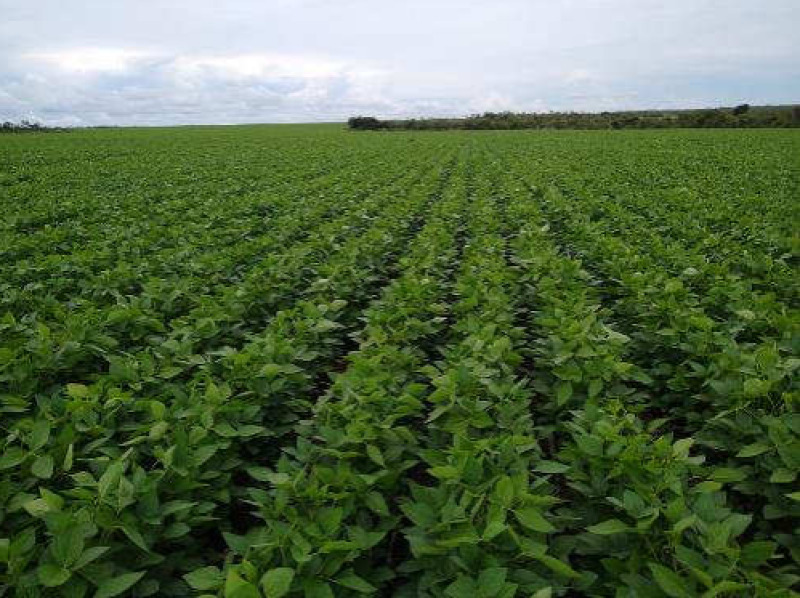 Foto 1 de 7: Area Rural em leilão em Loreto - MA — LOTE 001 Fazenda Catalao I em Loreto/MA