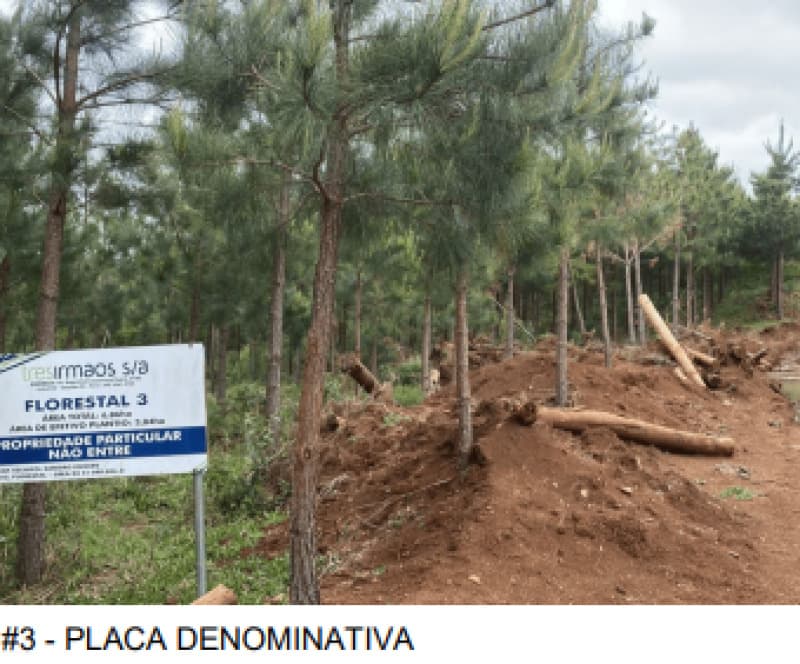 Foto 4 de 7: Terreno em leilão em Macieira - SC — LOTE 001 TERRENO RURAL (FLORESTAL 03)