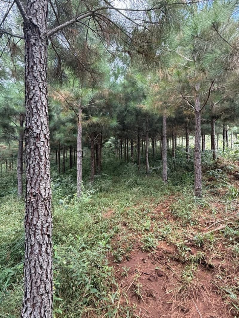 Foto 2 de 4: Terreno em leilão em Macieira - SC — LOTE 001 TERRENO RURAL (FLORESTAL 03)