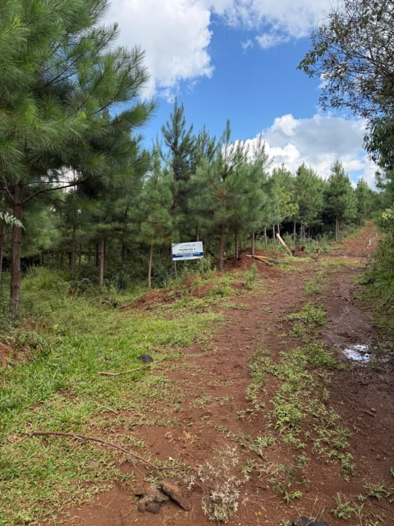 Foto 3 de 4: Terreno em leilão em Macieira - SC — LOTE 001 TERRENO RURAL (FLORESTAL 03)