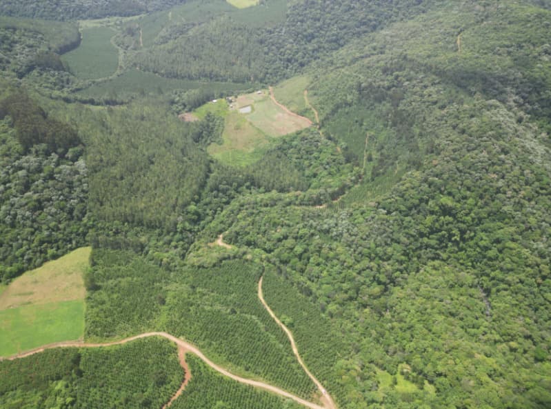Foto 4 de 24: Area Rural em leilão em Macieira - SC — LOTE 003 PARTE DA FAZENDA SÃO NICOLAU (FLORESTAL 05)