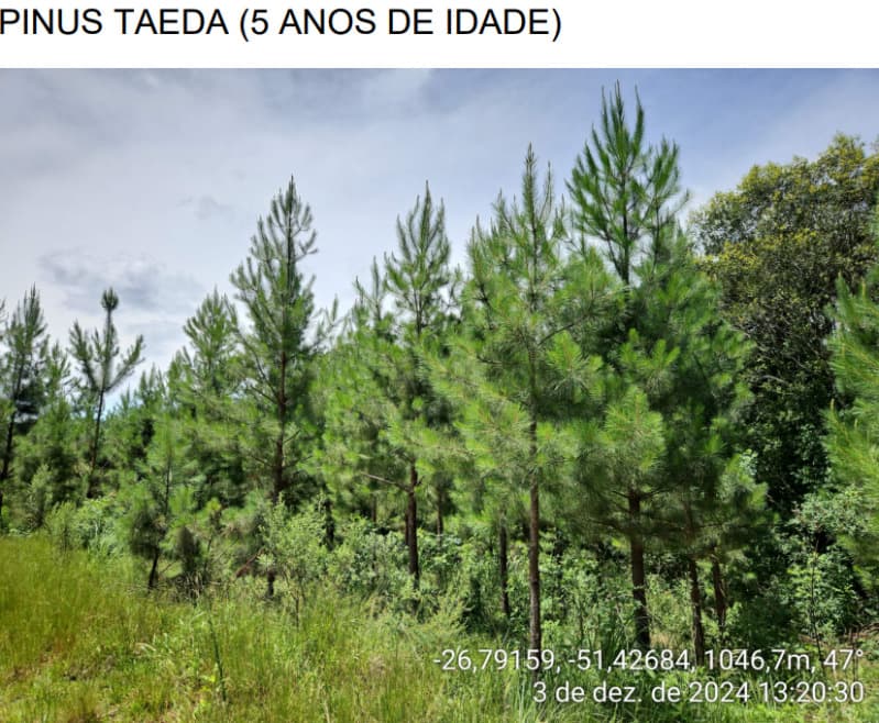 Foto 10 de 24: Area Rural em leilão em Macieira - SC — LOTE 003 PARTE DA FAZENDA SÃO NICOLAU (FLORESTAL 05)