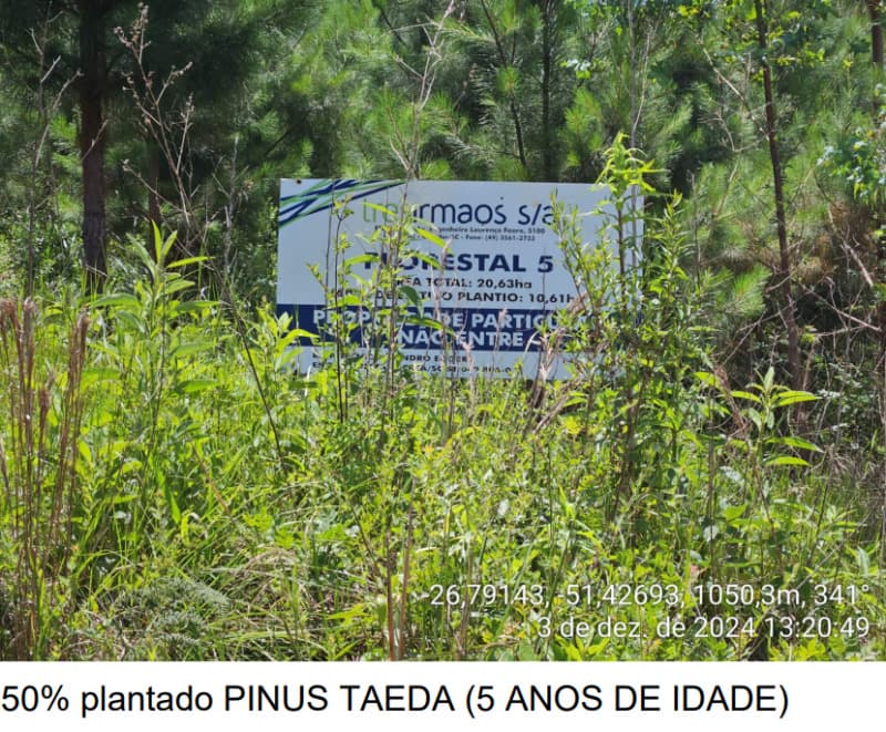 Foto 11 de 24: Area Rural em leilão em Macieira - SC — LOTE 003 PARTE DA FAZENDA SÃO NICOLAU (FLORESTAL 05)
