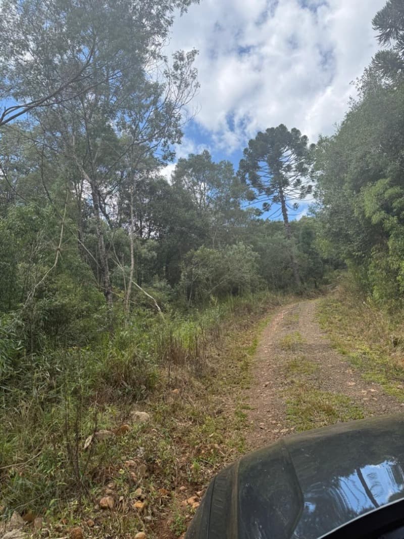 Foto 18 de 24: Area Rural em leilão em Macieira - SC — LOTE 003 PARTE DA FAZENDA SÃO NICOLAU (FLORESTAL 05)