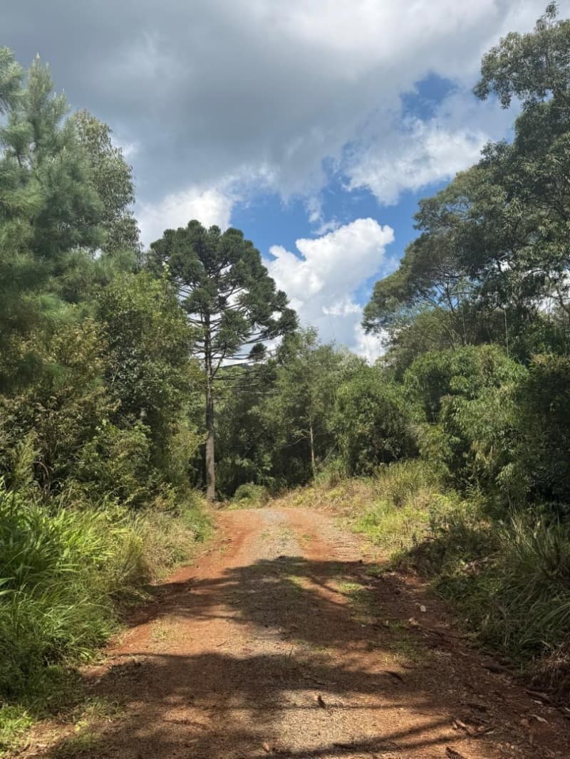 Foto 20 de 24: Area Rural em leilão em Macieira - SC — LOTE 003 PARTE DA FAZENDA SÃO NICOLAU (FLORESTAL 05)