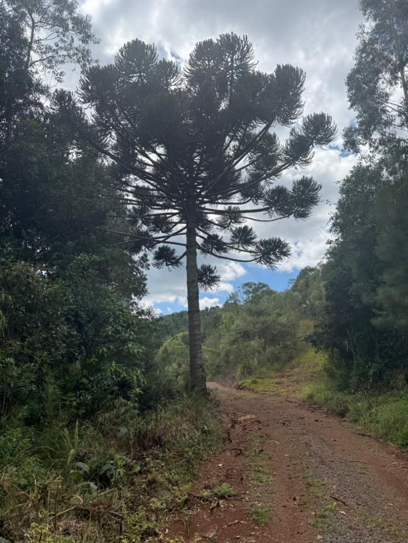 Foto 21 de 24: Area Rural em leilão em Macieira - SC — LOTE 003 PARTE DA FAZENDA SÃO NICOLAU (FLORESTAL 05)
