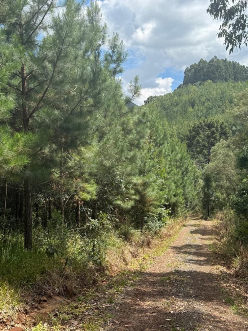 Foto 22 de 24: Area Rural em leilão em Macieira - SC — LOTE 003 PARTE DA FAZENDA SÃO NICOLAU (FLORESTAL 05)