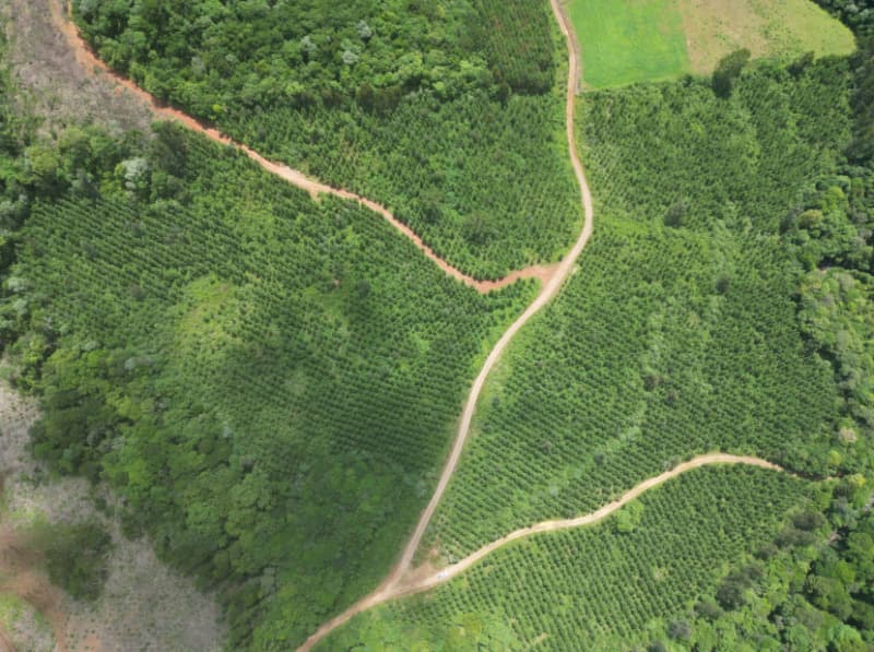 Foto 14 de 25: Area Rural em leilão em Macieira - SC — LOTE 001 PARTE DA FAZENDA SÃO NICOLAU (FLORESTAL 05)