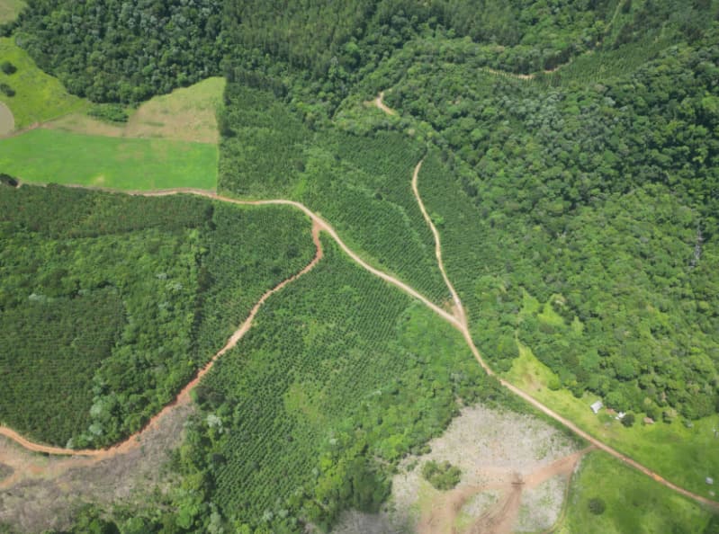Foto 17 de 25: Area Rural em leilão em Macieira - SC — LOTE 001 PARTE DA FAZENDA SÃO NICOLAU (FLORESTAL 05)