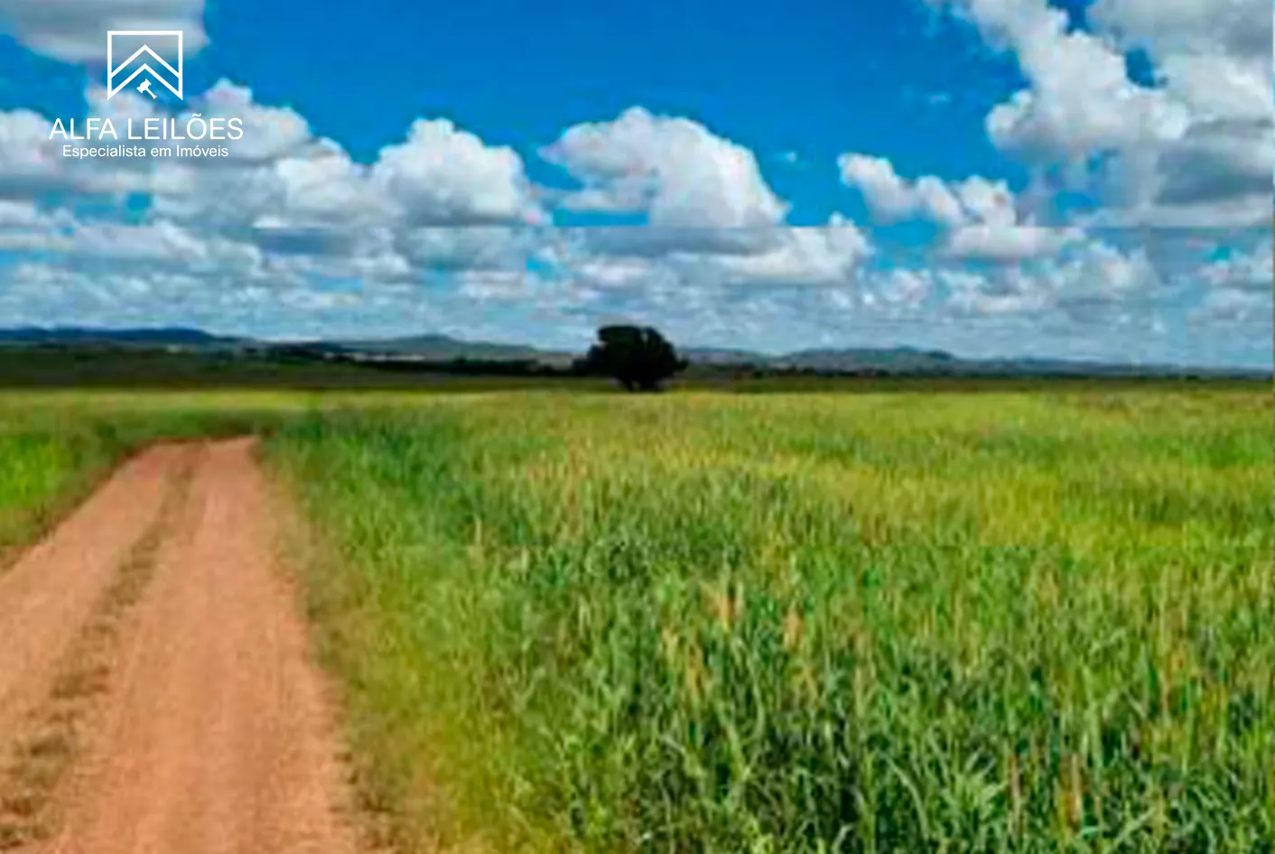 Foto 4 de 17: Area Rural em leilão em Paranatinga - MT — Leilão De Fazenda Em Paranatinga (mt)