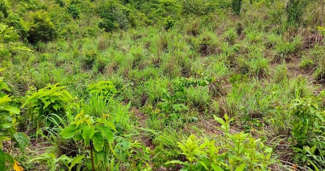 Foto 4 de 5: Area Rural em leilão em Codó - MA — LOTE 1: Fazenda Nacional com 90.40.92 ha - Povoado Cajazeiras CODÓ MA