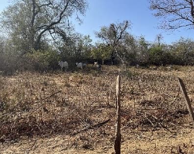 Foto 2 de 3: Area Rural em leilão em Riachão Das Neves - BA — LOTE 2: Fazenda com 260,00 ha - Zona Rural RIACHÃO DAS NEVES BA