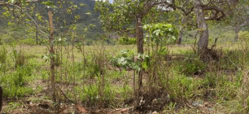 Foto 4 de 4: Area Rural em leilão em Vertentes - PE — IMÓVEIS RURAIS — LOTE Nº