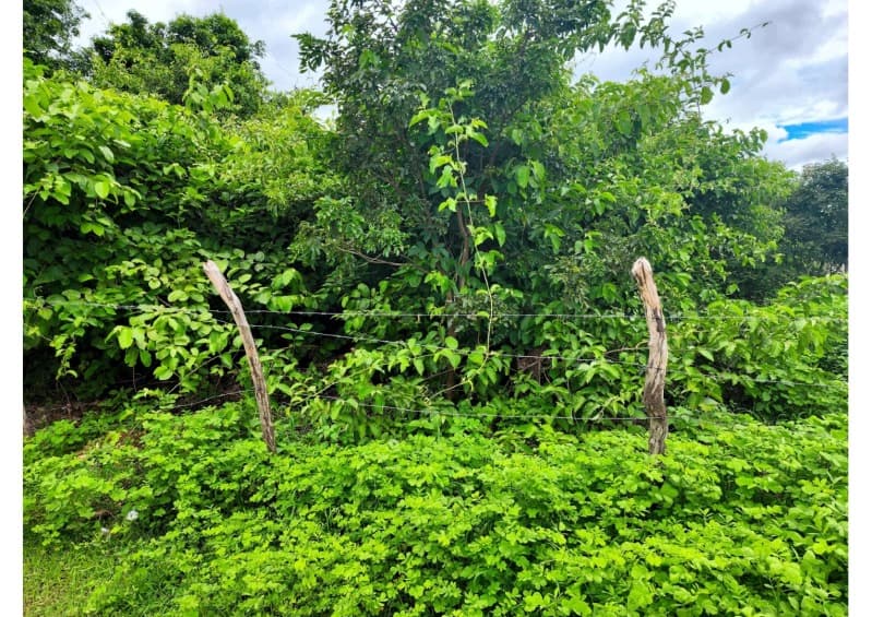 Foto 10 de 12: Terreno em leilão em Nossa Senhora De Nazaré - PI — LOTE 001 TERRENO COM 7.550M2