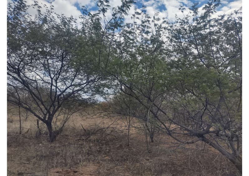 Area Rural em leilão em Campo Grande Do Piauí - PI — LOTE 001 15 HA DE TERRAS