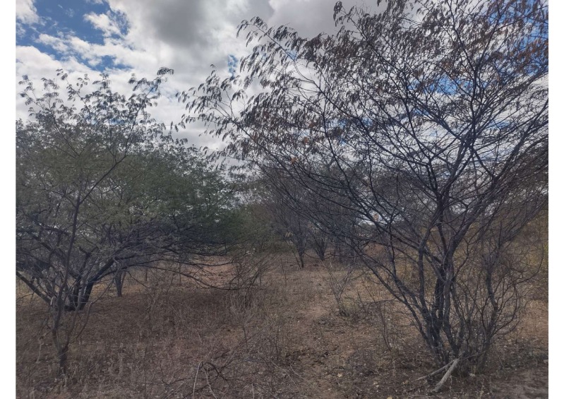 Foto 17 de 19: Area Rural em leilão em Campo Grande Do Piauí - PI — LOTE 001 15 HA DE TERRAS