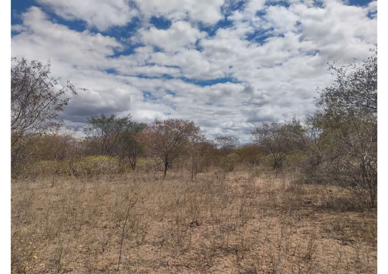 Foto 18 de 19: Area Rural em leilão em Campo Grande Do Piauí - PI — LOTE 001 15 HA DE TERRAS