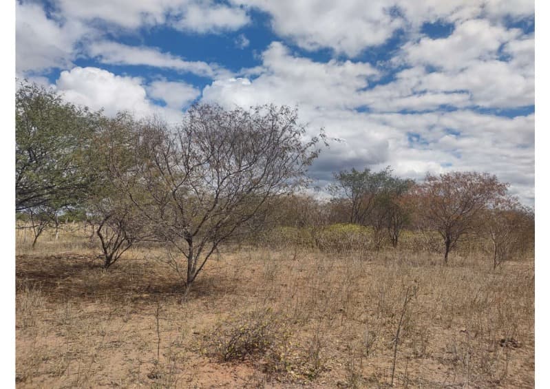 Foto 19 de 19: Area Rural em leilão em Campo Grande Do Piauí - PI — LOTE 001 15 HA DE TERRAS