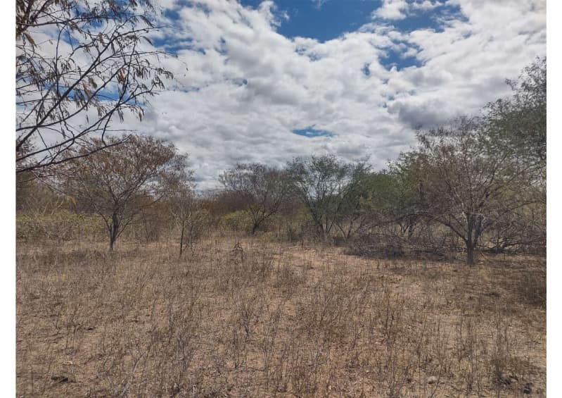 Foto 2 de 19: Area Rural em leilão em Campo Grande Do Piauí - PI — LOTE 001 15 HA DE TERRAS