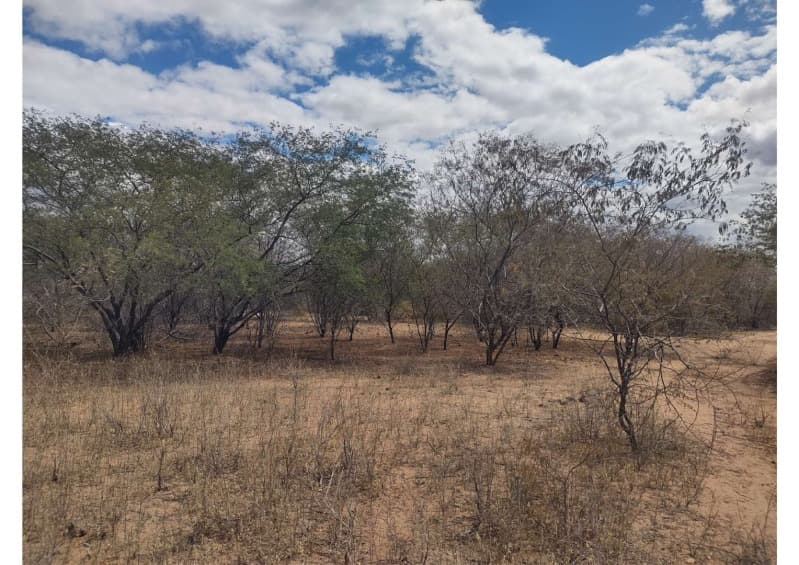 Foto 3 de 19: Area Rural em leilão em Campo Grande Do Piauí - PI — LOTE 001 15 HA DE TERRAS