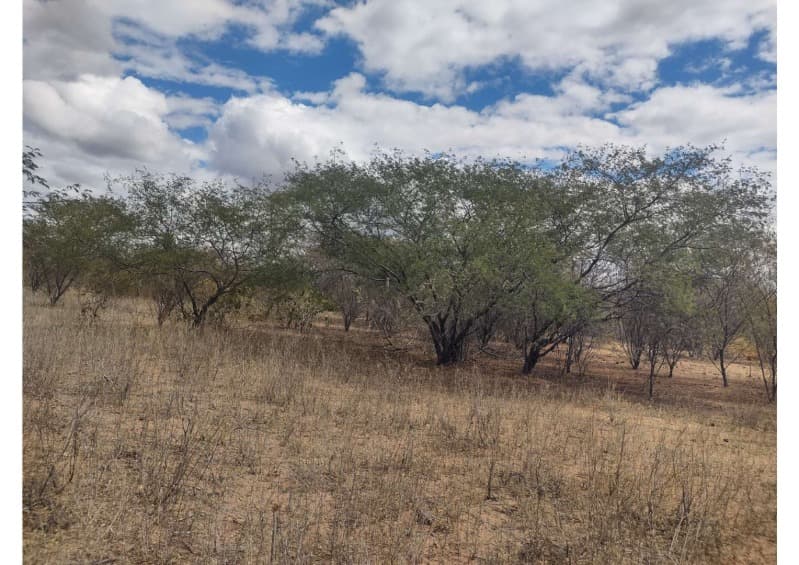 Foto 4 de 19: Area Rural em leilão em Campo Grande Do Piauí - PI — LOTE 001 15 HA DE TERRAS
