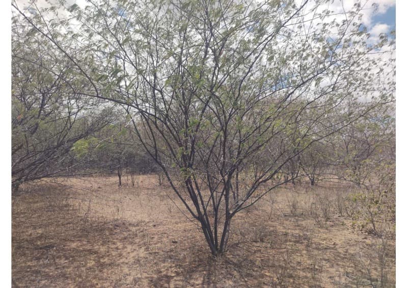 Foto 5 de 19: Area Rural em leilão em Campo Grande Do Piauí - PI — LOTE 001 15 HA DE TERRAS