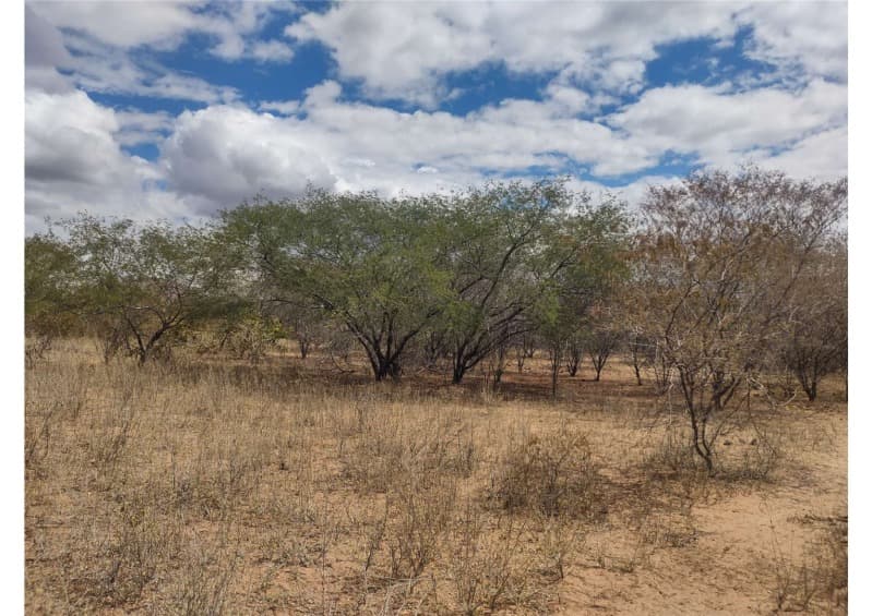 Foto 6 de 19: Area Rural em leilão em Campo Grande Do Piauí - PI — LOTE 001 15 HA DE TERRAS