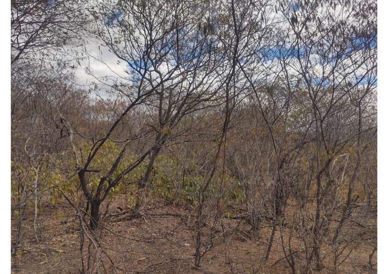 Foto 7 de 19: Area Rural em leilão em Campo Grande Do Piauí - PI — LOTE 001 15 HA DE TERRAS