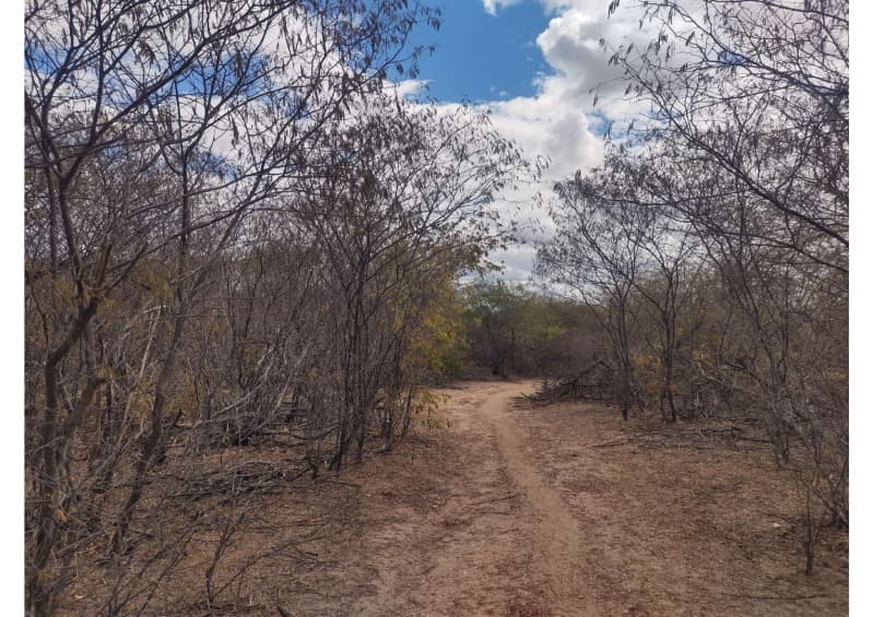Foto 8 de 19: Area Rural em leilão em Campo Grande Do Piauí - PI — LOTE 001 15 HA DE TERRAS