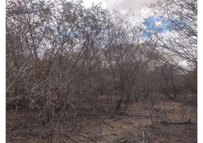 Foto 9 de 19: Area Rural em leilão em Campo Grande Do Piauí - PI — LOTE 001 15 HA DE TERRAS