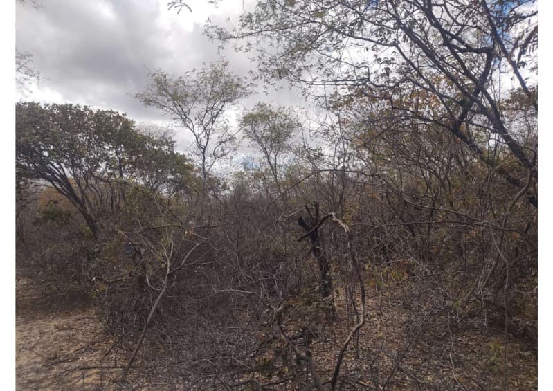 Foto 10 de 19: Area Rural em leilão em Campo Grande Do Piauí - PI — LOTE 001 15 HA DE TERRAS