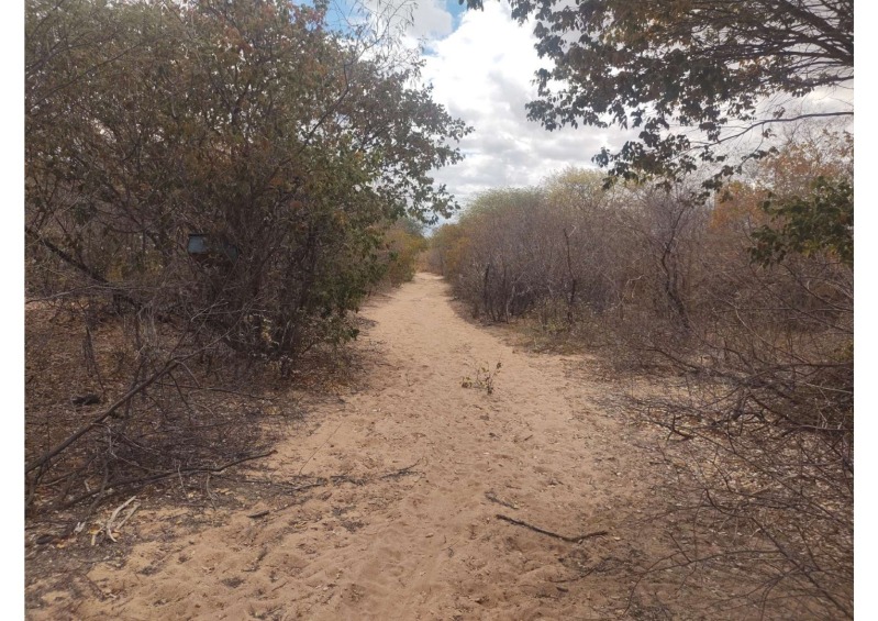 Foto 11 de 19: Area Rural em leilão em Campo Grande Do Piauí - PI — LOTE 001 15 HA DE TERRAS