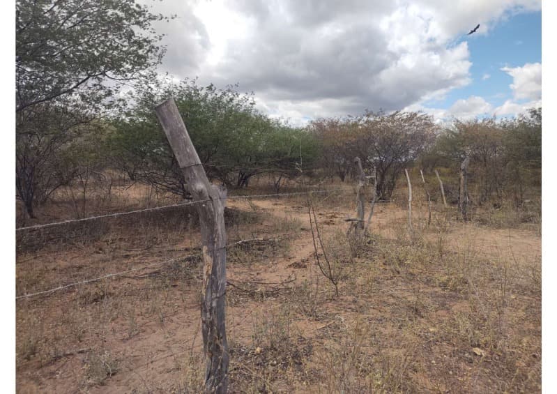 Foto 12 de 19: Area Rural em leilão em Campo Grande Do Piauí - PI — LOTE 001 15 HA DE TERRAS
